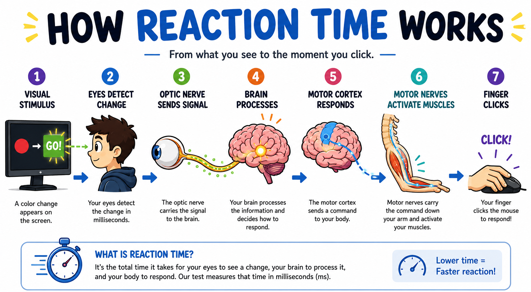 How reaction time works — from visual stimulus to finger click